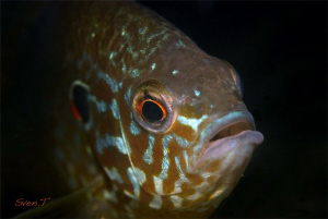 A curious pumpkinseed by Sven Tramaux 